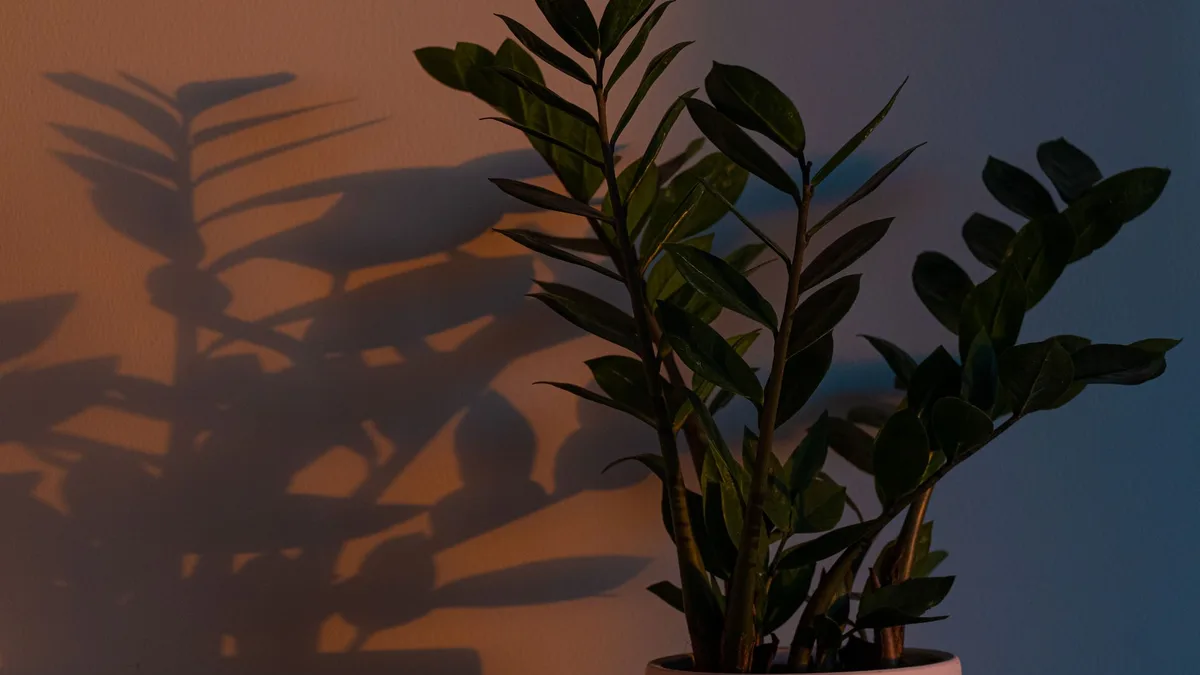 Ce que veut dire « sans lumière » pour une plante